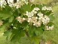 hawthorn